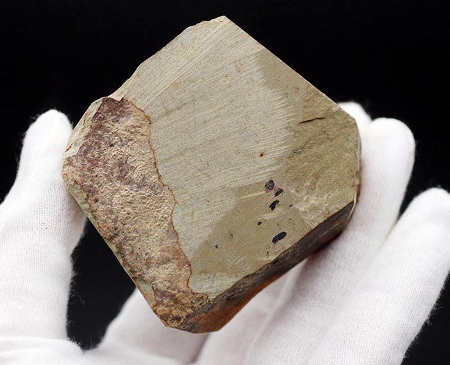 最古の生物の一つ、カンブリア爆発によって生まれた謎多き生物