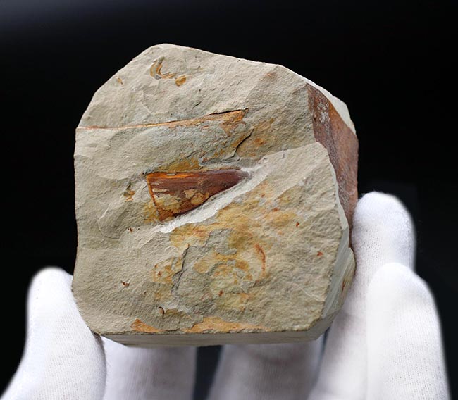 最古の生物の一つ、カンブリア爆発によって生まれた謎多き生物、ヒオリテス（Hyolitha）の上質化石（その6）