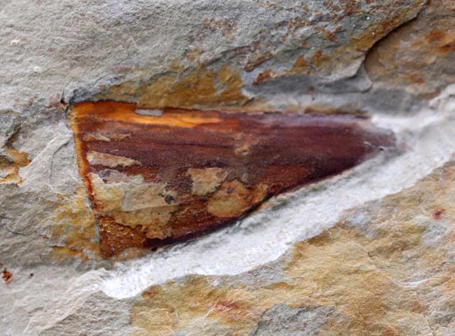 最古の生物の一つ、カンブリア爆発によって生まれた謎多き生物、ヒオリテス（Hyolitha）の上質化石（その7）