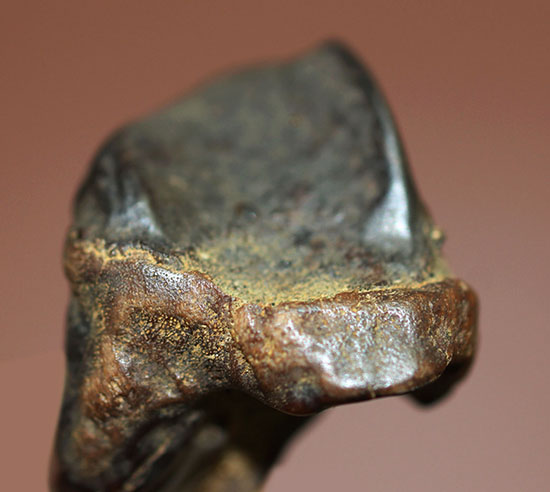 恐竜時代の最後期を生きた、トリケラトプスの歯化石(Triceratops)(その2)