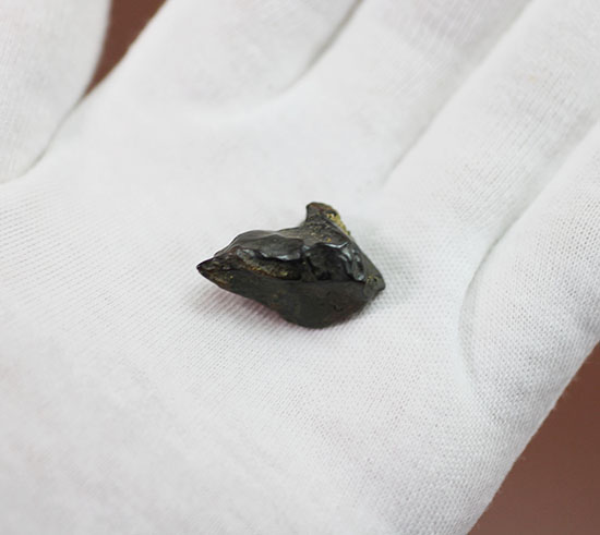 恐竜時代の最後期を生きた、トリケラトプスの歯化石(Triceratops)(その3)