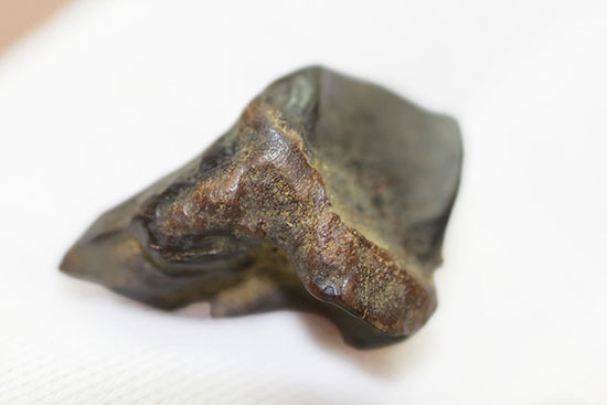 恐竜時代の最後期を生きた、トリケラトプスの歯化石(Triceratops)(その4)