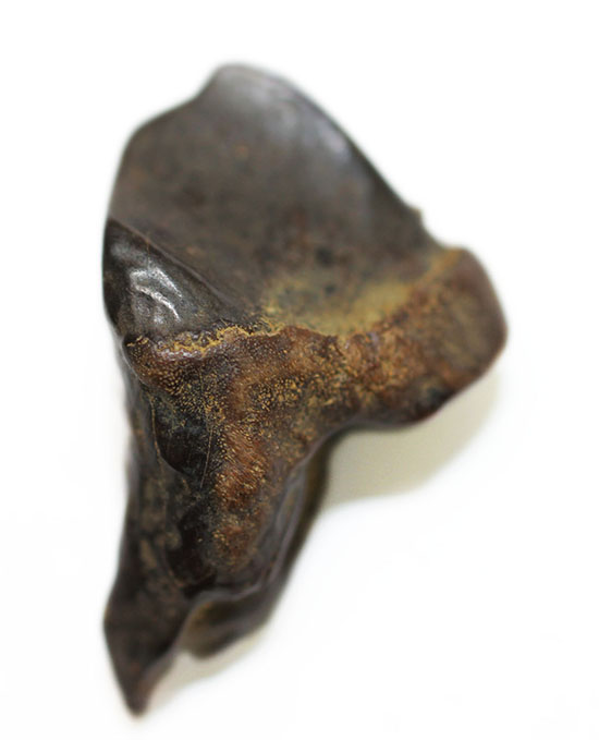 恐竜時代の最後期を生きた、トリケラトプスの歯化石(Triceratops)(その5)