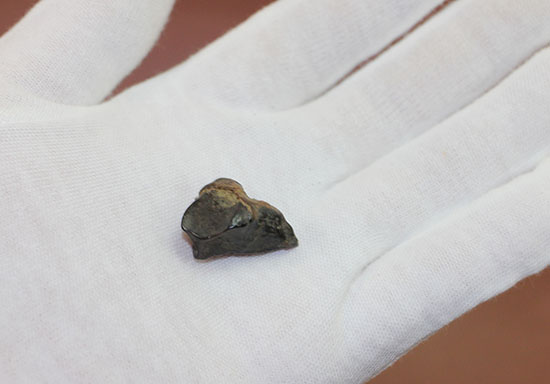 恐竜時代の最後期を生きた、トリケラトプスの歯化石(Triceratops)(その7)