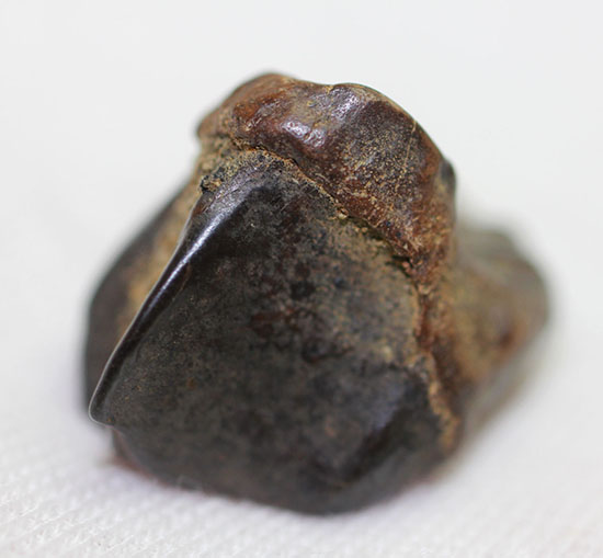 恐竜の歯 トリケラトプス [TR95] 化石 希少