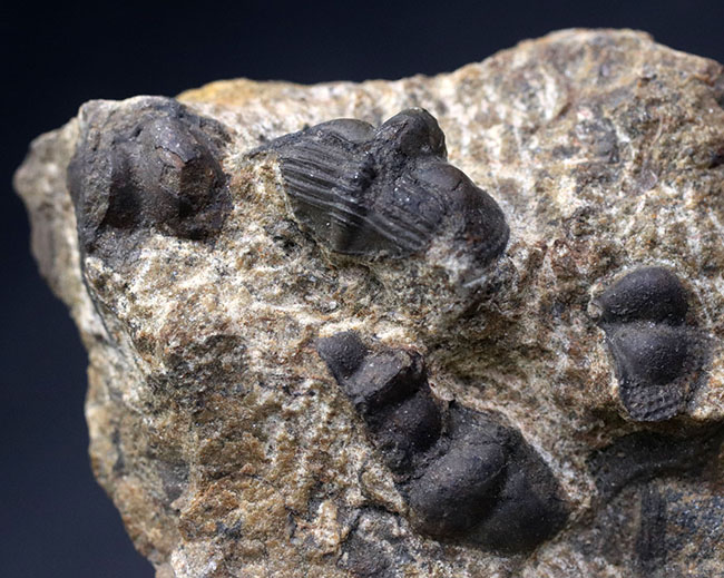 多数のオンニア（Onnia）が一つの母岩に同居した群集化石（その1）