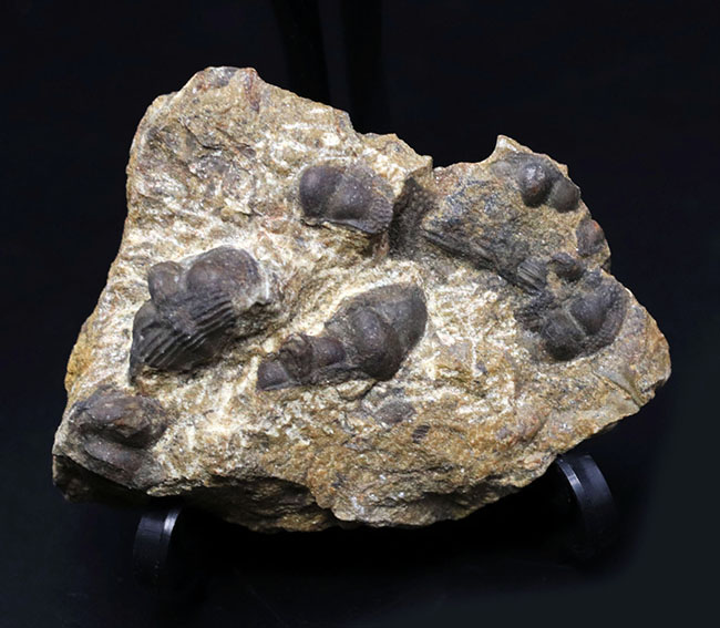 多数のオンニア（Onnia）が一つの母岩に同居した群集化石（その3）