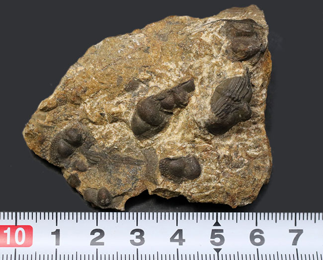 多数のオンニア（Onnia）が一つの母岩に同居した群集化石（その8）