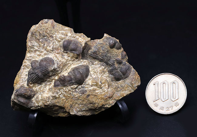 多数のオンニア（Onnia）が一つの母岩に同居した群集化石（その9）
