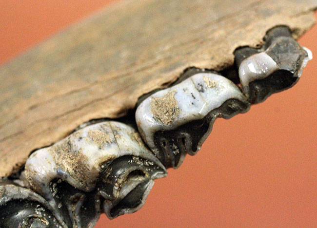 北米からカナダに棲息していたマンモスと同じ時代を生きたオジロジカ（Odocoileus virginianus）の下顎の化石（その11）