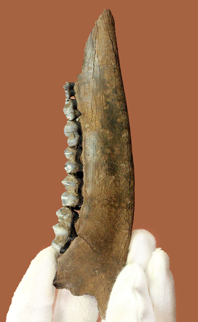 北米からカナダに棲息していたマンモスと同じ時代を生きたオジロジカ(Odocoileus virginianus)の下顎の化石(その12)