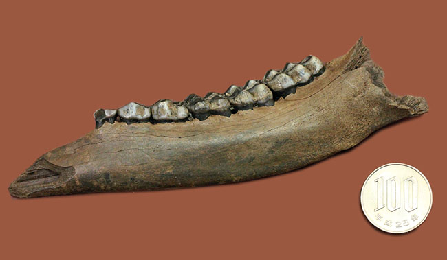 北米からカナダに棲息していたマンモスと同じ時代を生きたオジロジカ（Odocoileus virginianus）の下顎の化石（その13）