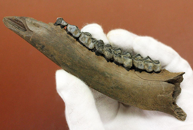 北米からカナダに棲息していたマンモスと同じ時代を生きたオジロジカ(Odocoileus virginianus)の下顎の化石(その2)