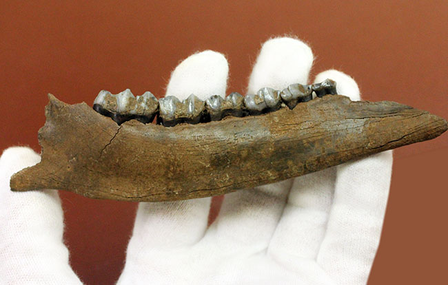 北米からカナダに棲息していたマンモスと同じ時代を生きたオジロジカ（Odocoileus virginianus）の下顎の化石（その3）