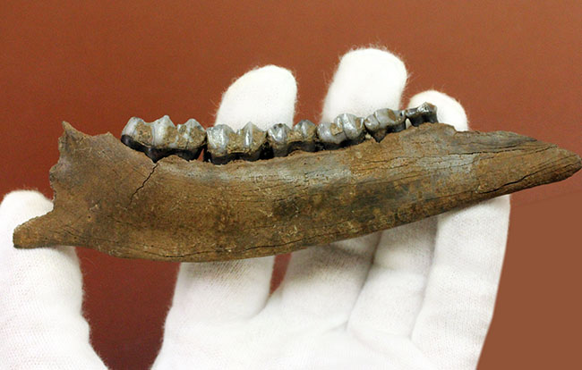 北米からカナダに棲息していたマンモスと同じ時代を生きたオジロジカ(Odocoileus virginianus)の下顎の化石(その3)