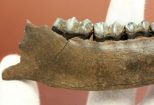 北米からカナダに棲息していたマンモスと同じ時代を生きたオジロジカ(Odocoileus virginianus)の下顎の化石(その4)