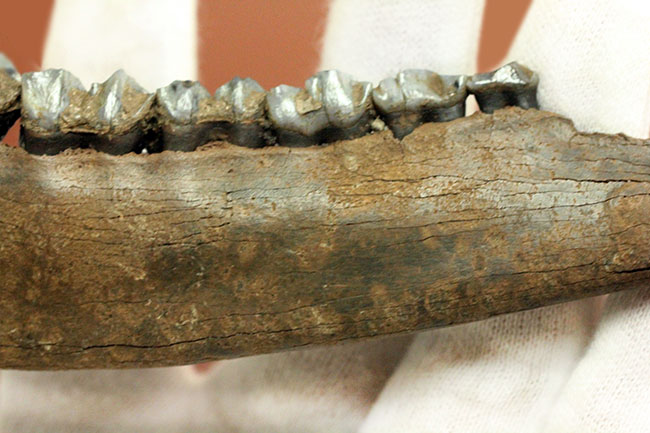 北米からカナダに棲息していたマンモスと同じ時代を生きたオジロジカ(Odocoileus virginianus)の下顎の化石(その5)