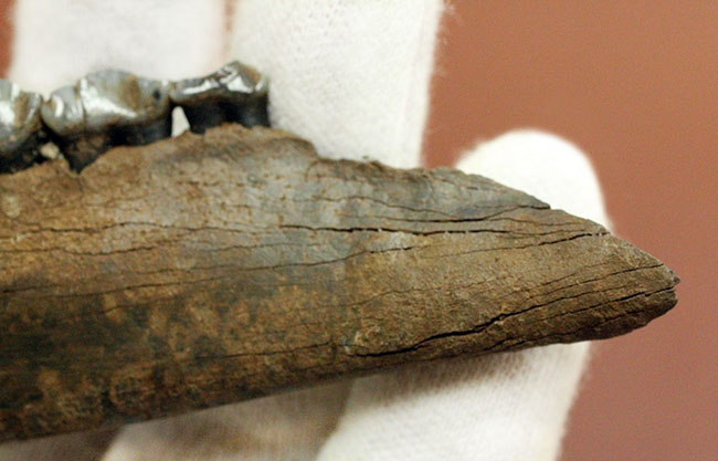 北米からカナダに棲息していたマンモスと同じ時代を生きたオジロジカ(Odocoileus virginianus)の下顎の化石(その6)