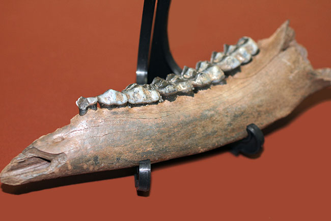 北米からカナダに棲息していたマンモスと同じ時代を生きたオジロジカ(Odocoileus virginianus)の下顎の化石(その7)