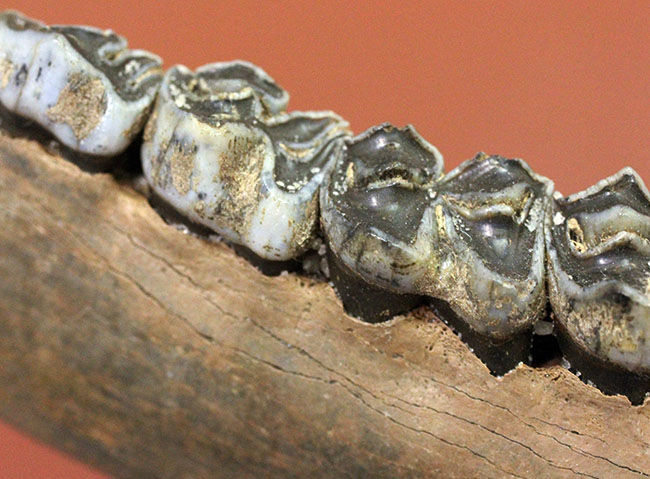 北米からカナダに棲息していたマンモスと同じ時代を生きたオジロジカ（Odocoileus virginianus）の下顎の化石（その8）