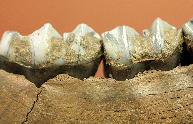 北米からカナダに棲息していたマンモスと同じ時代を生きたオジロジカ(Odocoileus virginianus)の下顎の化石(その9)