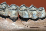 北米からカナダに棲息していたマンモスと同じ時代を生きたオジロジカ（Odocoileus virginianus）の下顎の化石