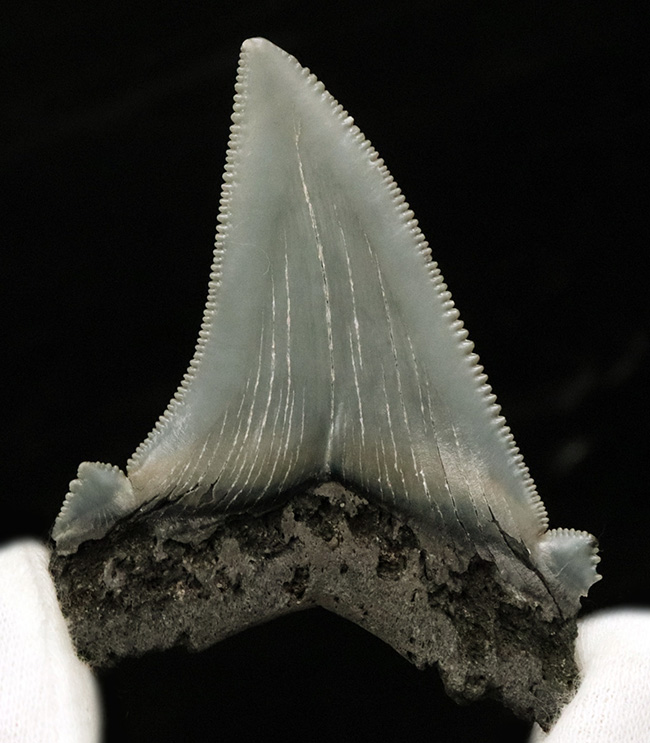 グレイッシュブルーを呈する上質美麗歯！メガロドンの祖先、オトドゥス・アングスティデンス（Otodus angustidens）の歯化石（その1）