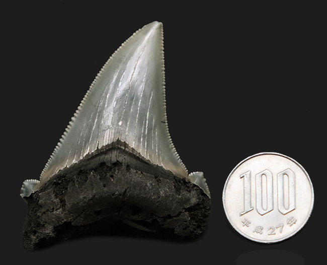 グレイッシュブルーを呈する上質美麗歯！メガロドンの祖先、オトドゥス・アングスティデンス（Otodus angustidens）の歯化石（その10）