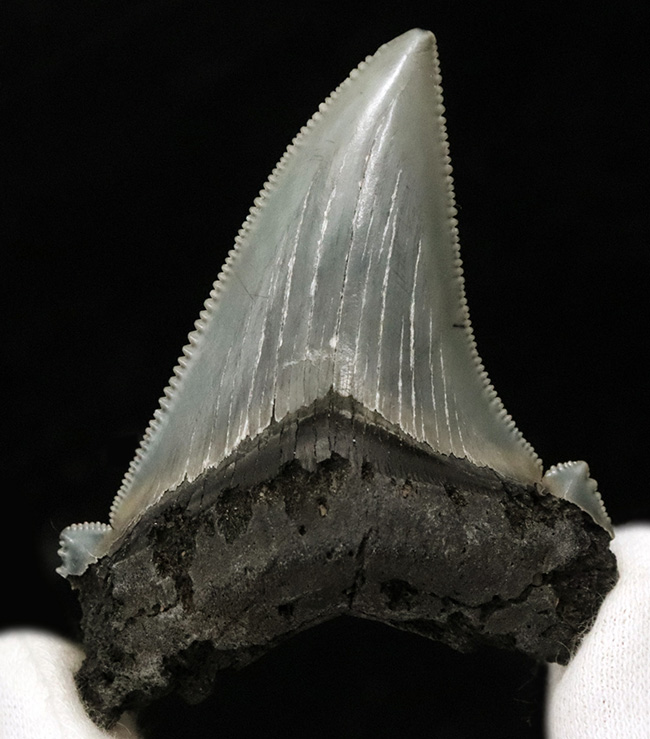 グレイッシュブルーを呈する上質美麗歯！メガロドンの祖先、オトドゥス・アングスティデンス（Otodus angustidens）の歯化石（その2）