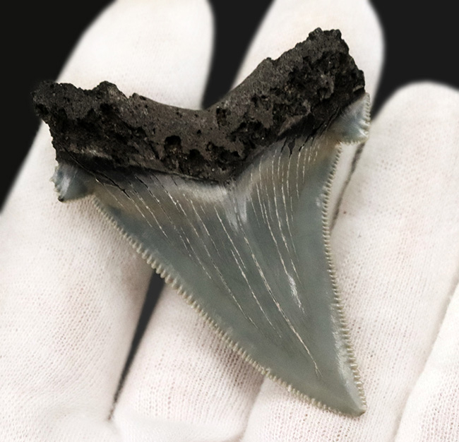 グレイッシュブルーを呈する上質美麗歯！メガロドンの祖先、オトドゥス・アングスティデンス（Otodus angustidens）の歯化石（その3）