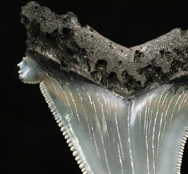 グレイッシュブルーを呈する上質美麗歯！メガロドンの祖先、オトドゥス・アングスティデンス（Otodus angustidens）の歯化石（その4）