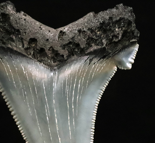 グレイッシュブルーを呈する上質美麗歯！メガロドンの祖先、オトドゥス・アングスティデンス（Otodus angustidens）の歯化石（その5）