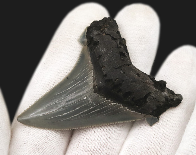 グレイッシュブルーを呈する上質美麗歯！メガロドンの祖先、オトドゥス・アングスティデンス（Otodus angustidens）の歯化石（その7）