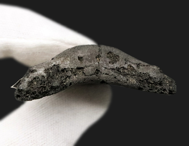 グレイッシュブルーを呈する上質美麗歯！メガロドンの祖先、オトドゥス・アングスティデンス（Otodus angustidens）の歯化石（その8）