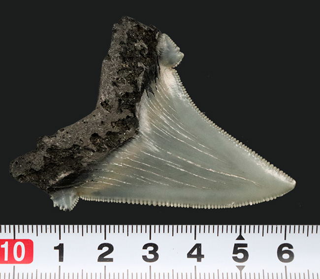 グレイッシュブルーを呈する上質美麗歯！メガロドンの祖先、オトドゥス・アングスティデンス（Otodus angustidens）の歯化石（その9）