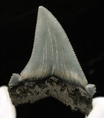 グレイッシュブルーを呈する上質美麗歯！メガロドンの祖先、オトドゥス・アングスティデンス（Otodus angustidens）の歯化石