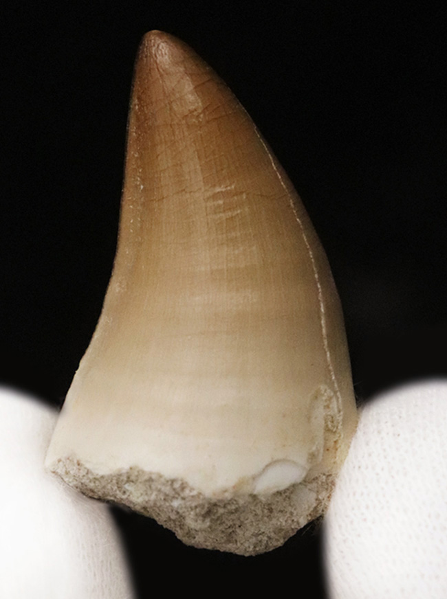 輪郭が完全に保存され、エナメル質には光沢が備わった、極めて上質なモササウルス（Mosasaurus）の歯化石（その1）