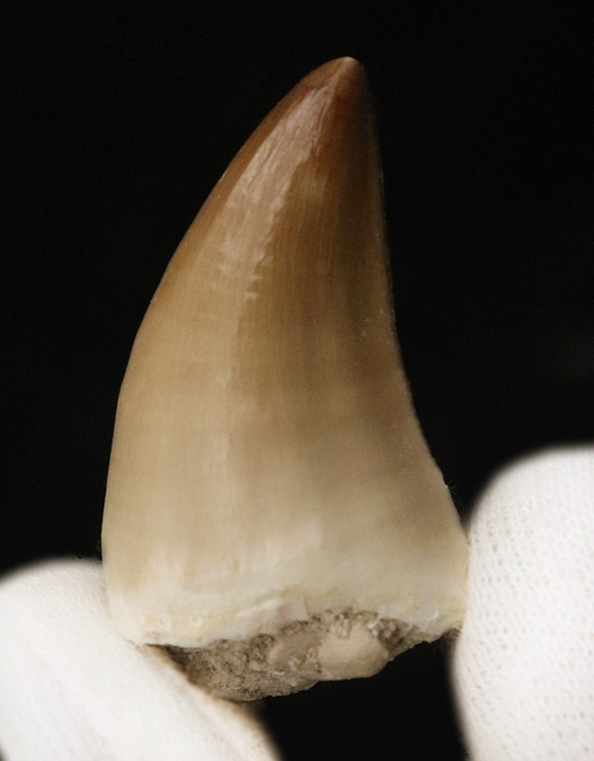 輪郭が完全に保存され、エナメル質には光沢が備わった、極めて上質なモササウルス（Mosasaurus）の歯化石（その2）