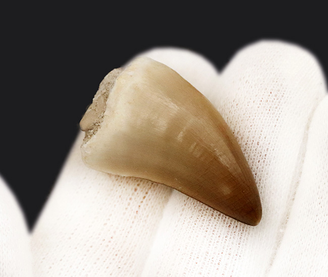 輪郭が完全に保存され、エナメル質には光沢が備わった、極めて上質なモササウルス（Mosasaurus）の歯化石（その3）