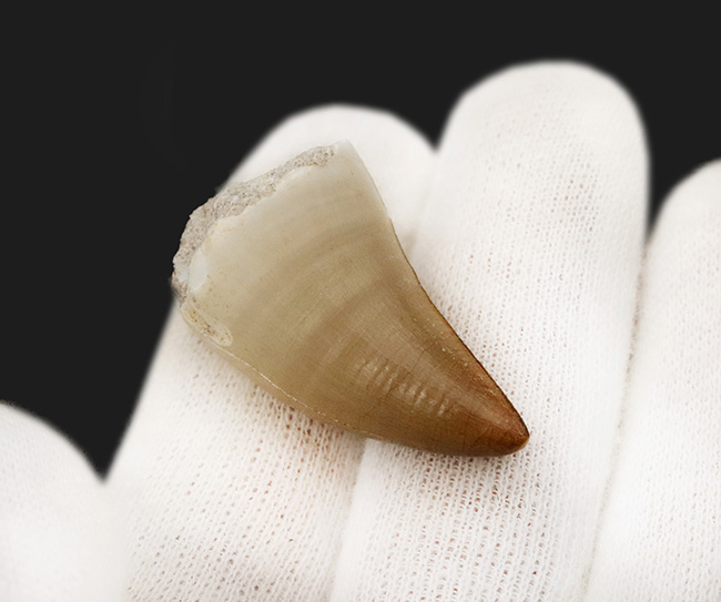 輪郭が完全に保存され、エナメル質には光沢が備わった、極めて上質なモササウルス（Mosasaurus）の歯化石（その4）