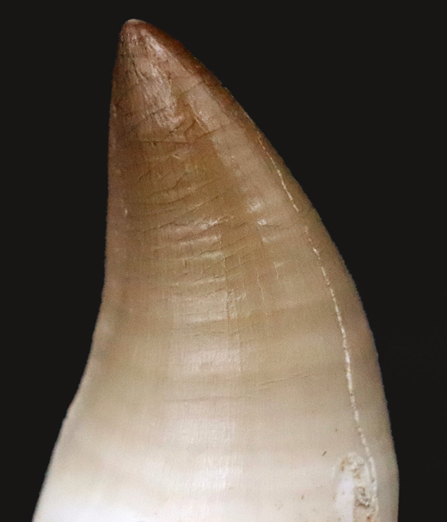 輪郭が完全に保存され、エナメル質には光沢が備わった、極めて上質なモササウルス（Mosasaurus）の歯化石（その5）