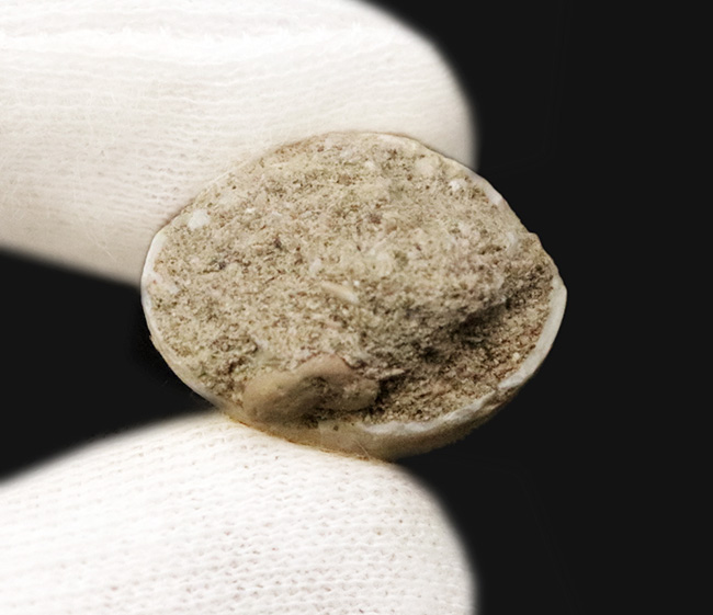 輪郭が完全に保存され、エナメル質には光沢が備わった、極めて上質なモササウルス（Mosasaurus）の歯化石（その6）