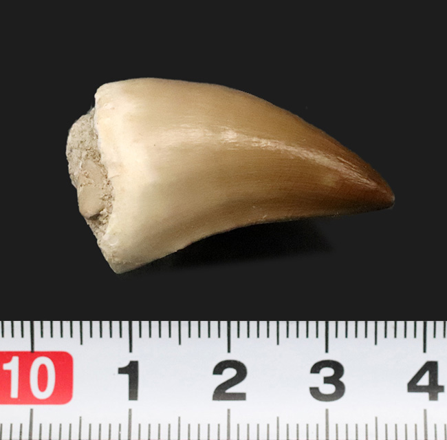 輪郭が完全に保存され、エナメル質には光沢が備わった、極めて上質なモササウルス（Mosasaurus）の歯化石（その7）