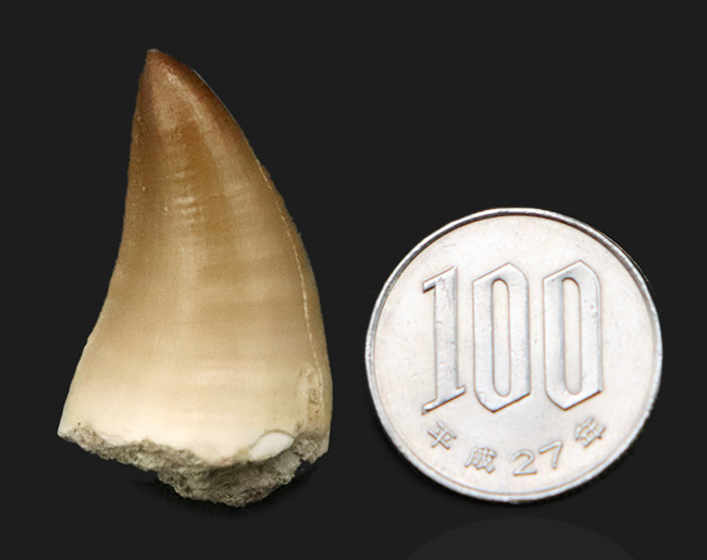 輪郭が完全に保存され、エナメル質には光沢が備わった、極めて上質なモササウルス（Mosasaurus）の歯化石（その8）