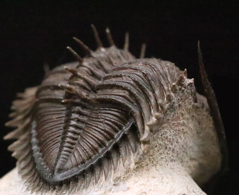ベリーベリーレア！このタワー複眼を見よ！古代魚との軍拡競争が生んだ異形の三葉虫、エルベノチレ・エルベニ（Erbenochile erbeni）の極上個体（その10）