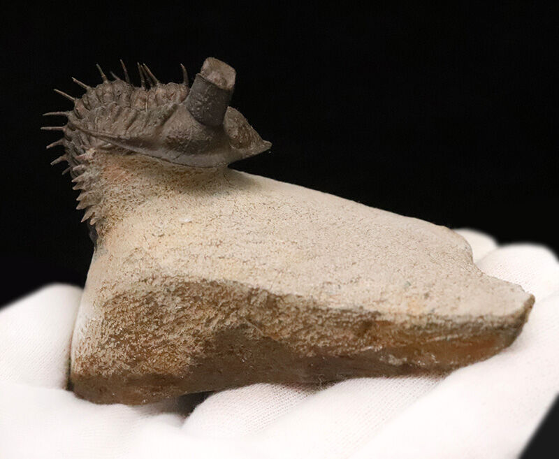ベリーベリーレア！このタワー複眼を見よ！古代魚との軍拡競争が生んだ異形の三葉虫、エルベノチレ・エルベニ（Erbenochile erbeni）の極上個体（その11）