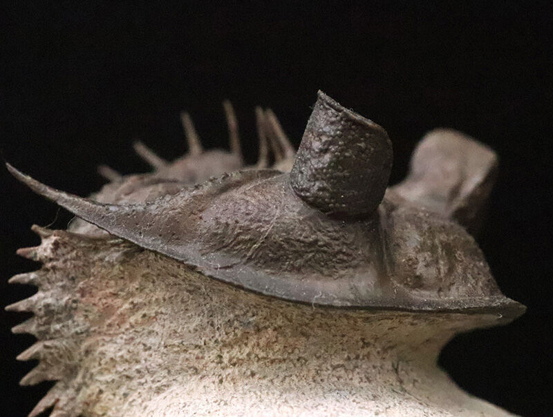 ベリーベリーレア！このタワー複眼を見よ！古代魚との軍拡競争が生んだ異形の三葉虫、エルベノチレ・エルベニ（Erbenochile erbeni）の極上個体（その12）