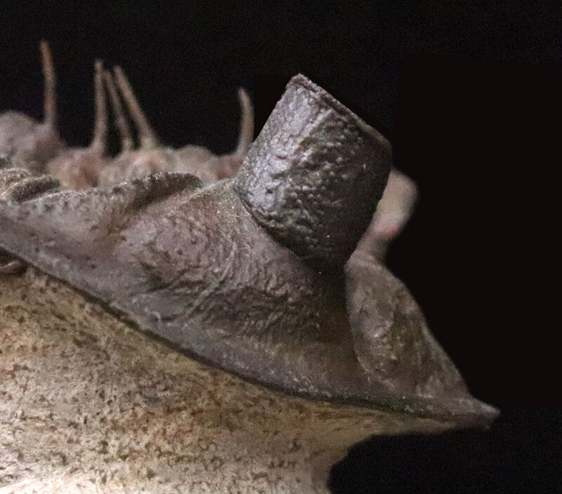 ベリーベリーレア！このタワー複眼を見よ！古代魚との軍拡競争が生んだ異形の三葉虫、エルベノチレ・エルベニ（Erbenochile erbeni）の極上個体（その13）