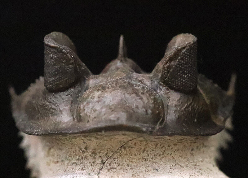 ベリーベリーレア！このタワー複眼を見よ！古代魚との軍拡競争が生んだ異形の三葉虫、エルベノチレ・エルベニ（Erbenochile erbeni）の極上個体（その14）