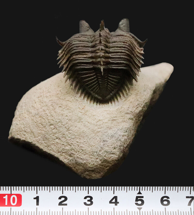 ベリーベリーレア！このタワー複眼を見よ！古代魚との軍拡競争が生んだ異形の三葉虫、エルベノチレ・エルベニ（Erbenochile erbeni）の極上個体（その15）